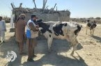 تقویت ایمنی دامی چابهار با واکسیناسیون گسترده و کنترل قرنطینه‌ای