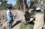 پایان فاز نخست واکسیناسیون دام در جنوب سیستان و بلوچستان