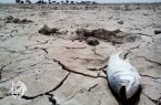 از تالاب خشک تا نقشه علمی تثبیت ریزگرد / مدل سیستان چگونه اجرا میشود؟ از تالاب خشک تا نقشه علمی تثبیت ریزگرد / مدل سیستان چگونه اجرا میشود؟