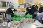جهش ۱۰۰درصدی تولید و چهارمین سال پاکی / مکران به الگوی پرورش میگوی سالم جنوب کشور تبدیل شد