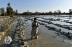 برآورد خسارت ۴۷۵۰ میلیارد ریالی سیل به بخش کشاورزی سیستان و بلوچستان