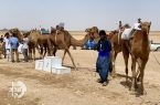 فیلم/برگزاری مسابقات شتردوانی قهرمانی کشور به میزبانی سیستان و بلوچستان