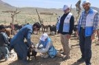 عملیات جهادی دامپزشکی در زاهدان / واکسیناسیون هزاران دام برای تقویت سلامت عشایر