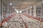 تأمین مالی سریع مرغداری‌های سیستان و بلوچستان با طرح «نوی‌پو»