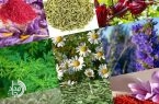 تولید بیش از ۱۹۳ تن گیاهان دارویی در تفتان