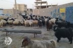 عرضه دام زنده عید قربان با قیمت مصوب در شهرستان زهک آغاز شد