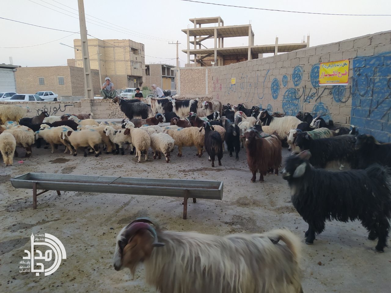 عرضه دام زنده عید قربان با قیمت مصوب در شهرستان زهک آغاز شد