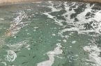 نخستین بچهماهی قزلآلا در بنجار رهاسازی شد/ گامی تازه برای خودبسندگی سیستان نخستین بچهماهی قزلآلا در بنجار رهاسازی شد/ گامی تازه برای خودبسندگی سیستان
