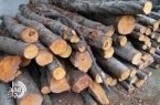 کشف ۱۰ تن چوب قاچاق در زاهدان/ طرح ضربتی مقابله با قاچاق فرآورده‌های جنگلی در سیستان و بلوچستان اجرا شد