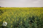 برداشت طلای زرد در دلگان / تولید بیش از ۳۲۰ تن کلزا در مزارع شهرستان