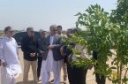 بزرگ‌ترین پارک جنگلی جنوب‌شرق کشور در زاهدان؛ نماد هم‌افزایی نهادی و مدیریت پایدار منابع آب